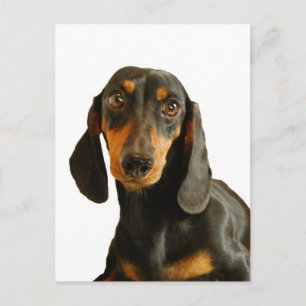Carte Postale Cute Dachshund ( Miniature Brown courte haïe )