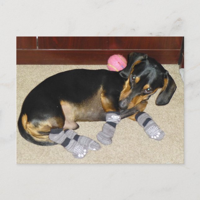 Carte Postale Cute Dachshund Portant Des Chaussettes (Devant)