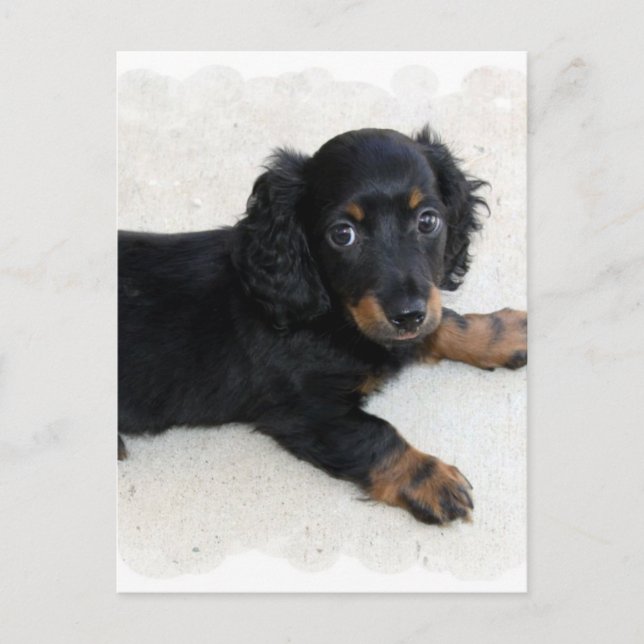 Carte postale Cute Daschund (Devant)