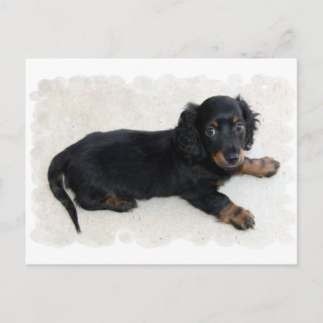 Carte postale Cute Daschund (Devant)