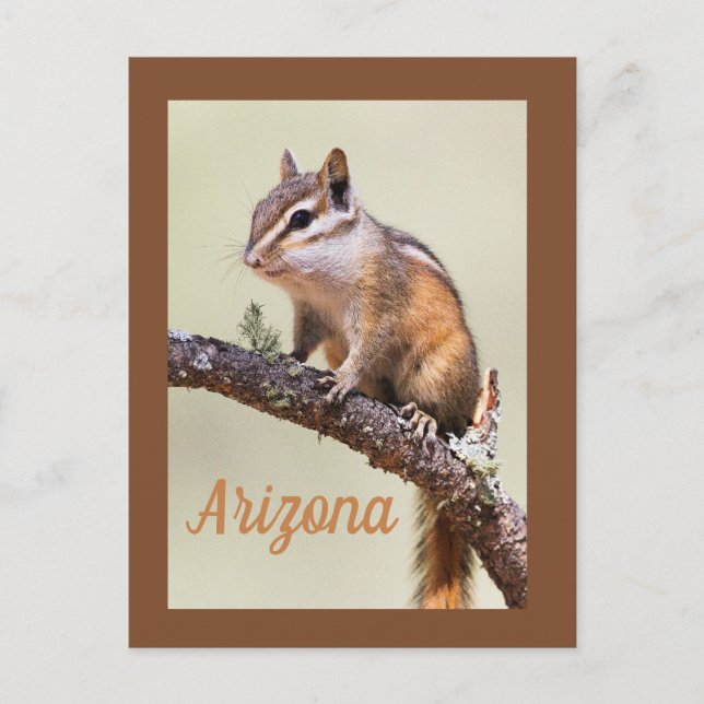 Carte Postale Cute et chubby chipmunk, Arizoina (Devant)