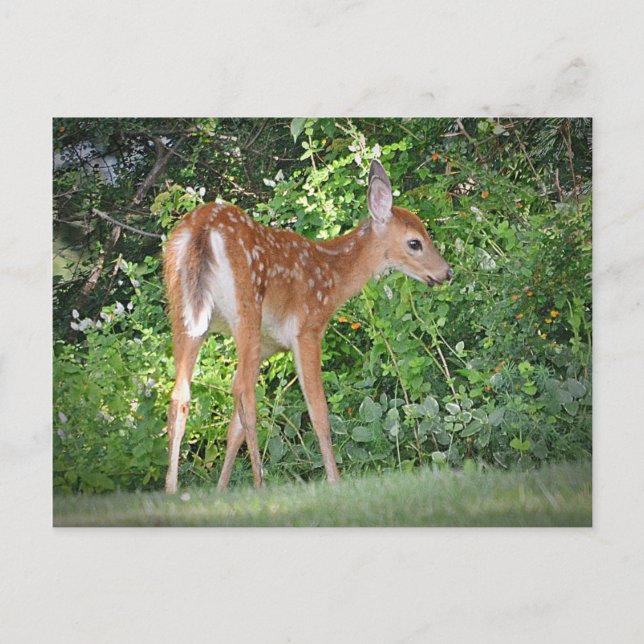 Carte Postale Cute Fawn (Devant)