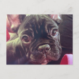 Carte Postale Cute Femme Français Bulldog Brindle Brown Frenchie