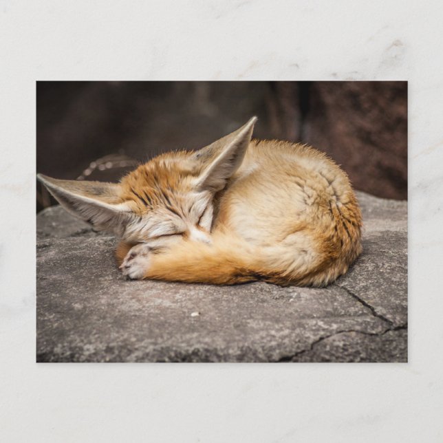 Carte Postale Cute Fennec Fox (Devant)