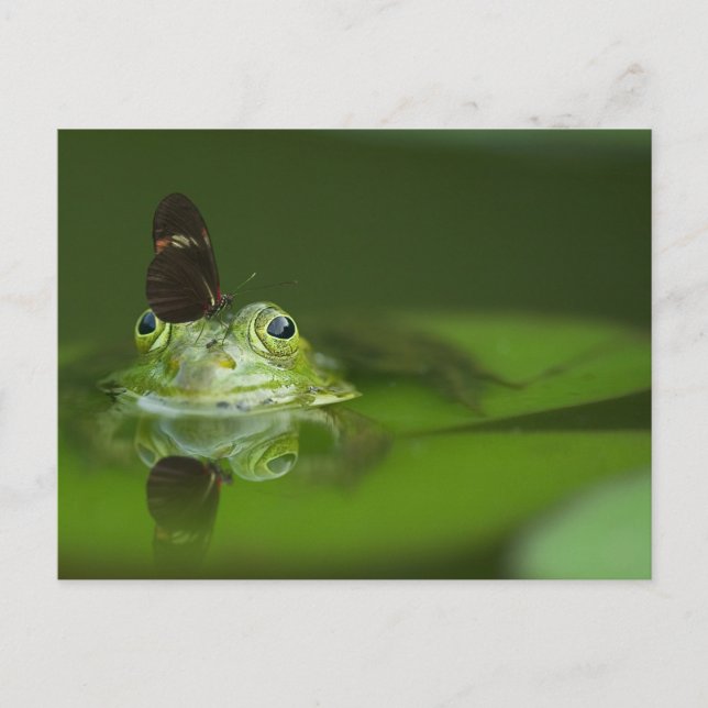 Carte Postale Cute frog (Devant)