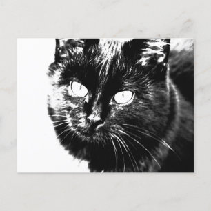 Carte Postale Cute Funky Chat Noir Kitten Eyes croquis