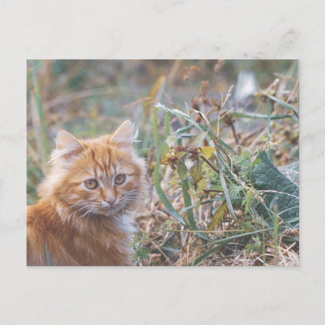 Carte Postale Cute Funky Ginger Chat Kitten Visage (Devant)