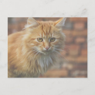 Carte Postale Cute Funky Ginger Chat Kitten Visage