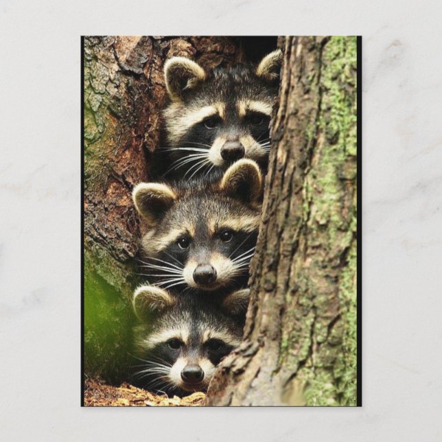 Carte Postale cute_funny_animals_41 Trois Raton laveurs Tronc d' (Devant)