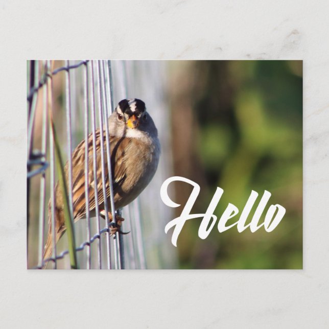 Carte Postale Cute funny bird hello photo postcard (Devant)