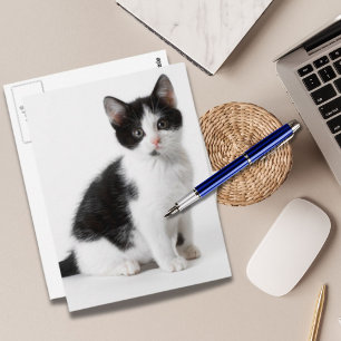Carte Postale Cute Funny furry kitten black and white cat