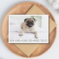 Cute Funny Modern New Home Photo Animal Chien