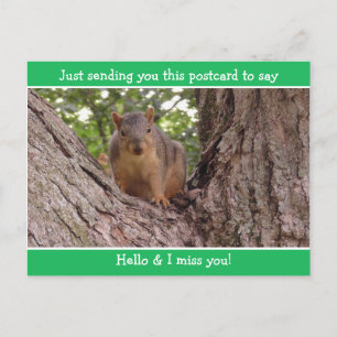 Carte Postale Cute Funny Squirrel Juste dire Bonjour et Mlle Vou