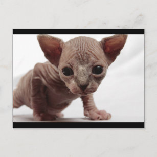 Carte Postale Cute Furless Sphynx Kitten
