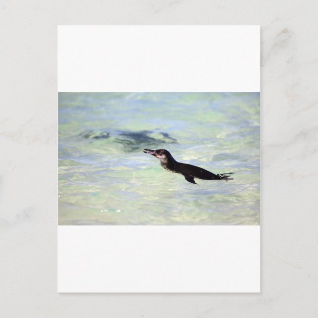 Carte Postale Cute Galapagos pingouin natation (Devant)