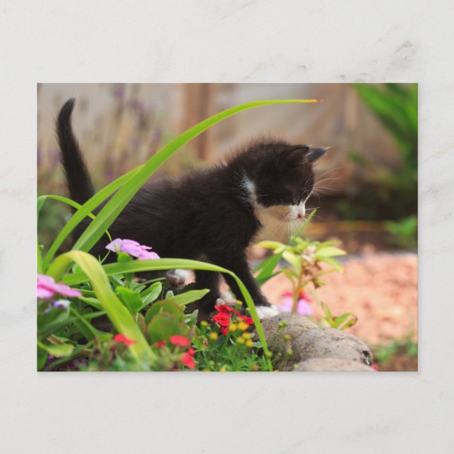 Carte Postale Cute Garden Kitten (Devant)