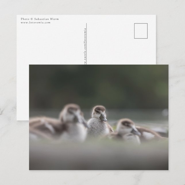 Carte Postale Cute Geese Chicks Nature Photo (Devant / Derrière)