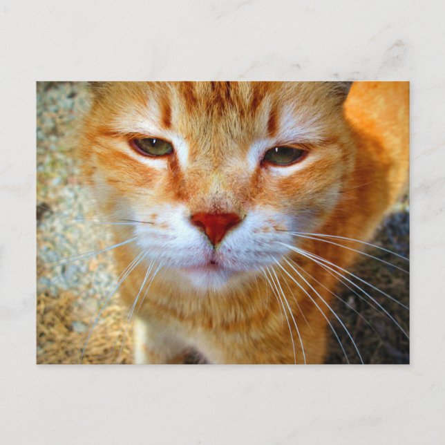 Carte Postale Cute Ginger Kitty Petit Chat Convivial (Devant)