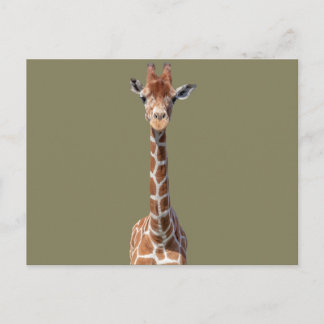 Carte Postale Cute giraffe face