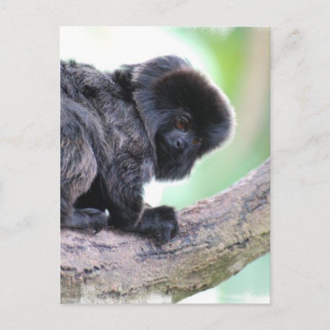 Carte Postale Cute Goeldi (Devant)