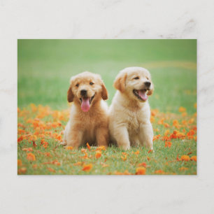 Carte Postale Cute Golden Retriever Puppies Photo