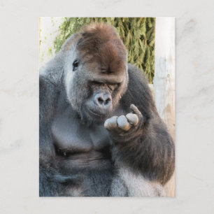 CARTE POSTALE CUTE GORILLA