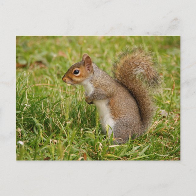 Carte Postale Cute Gray Squirrel Postcard (Devant)