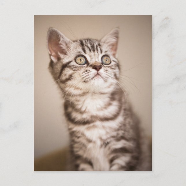 Carte Postale Cute Grey Anglais Cheveux Courte Kitten (Tabby Ble (Devant)