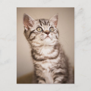 Carte Postale Cute Grey Anglais Cheveux Courte Kitten (Tabby Ble