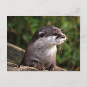 Carte Postale Cute grey otter