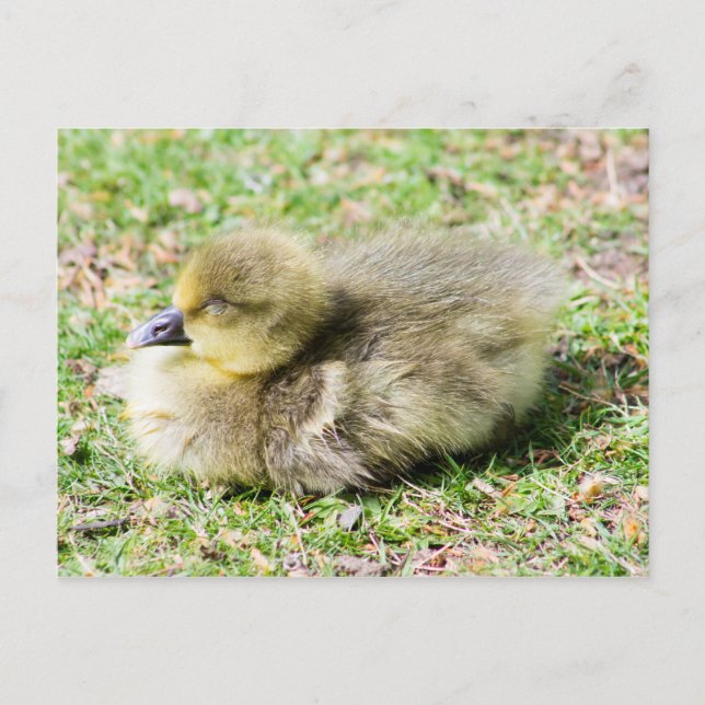 Carte Postale Cute Greylag Gosling (Devant)