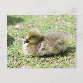 Carte Postale Cute Greylag Gosling