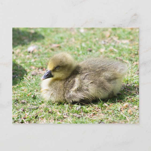Carte Postale Cute Greylag Gosling (Devant)