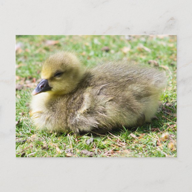 Carte Postale Cute Greylag Gosling (Devant)