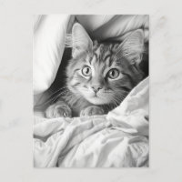 Cute Gris Tabby Chat