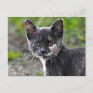 Carte Postale Cute Gris Tortoiseshell Photo Chat