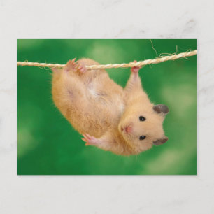 Carte Postale Cute Hamster
