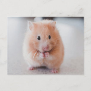 Carte Postale Cute Hamster Aimer Animaux