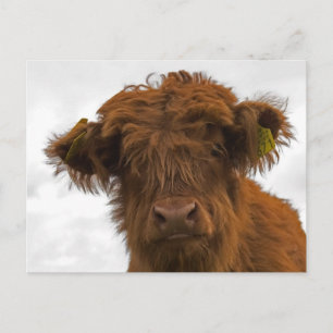 Carte Postale Cute highland baby cow portrait