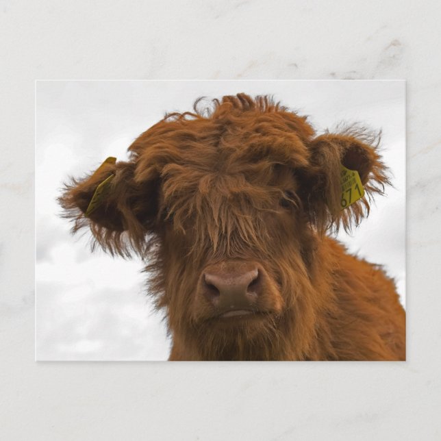 Carte Postale Cute highland baby cow portrait (Devant)