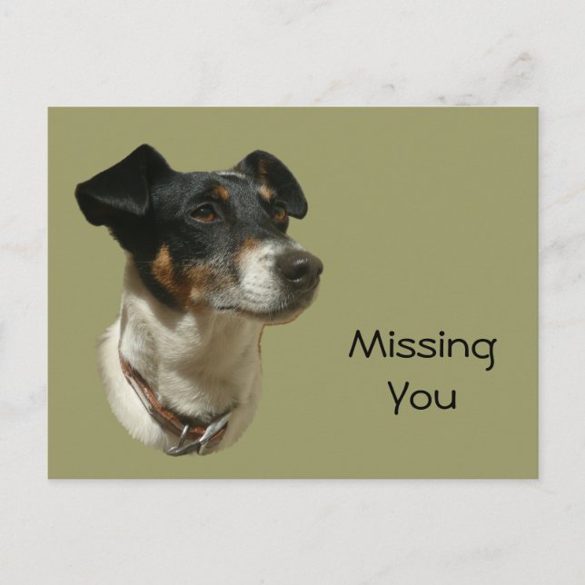 Carte Postale Cute Jack Russell Chien (Devant)