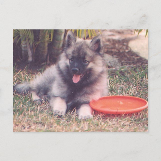 Carte Postale Cute Keeshond Puppy (Devant)