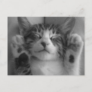Carte Postale Cute Kitten