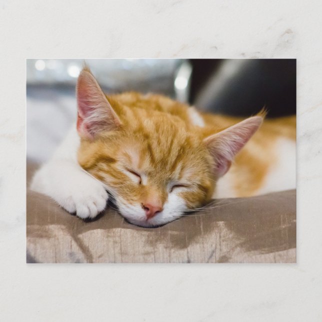 Carte Postale Cute Kitten (Devant)
