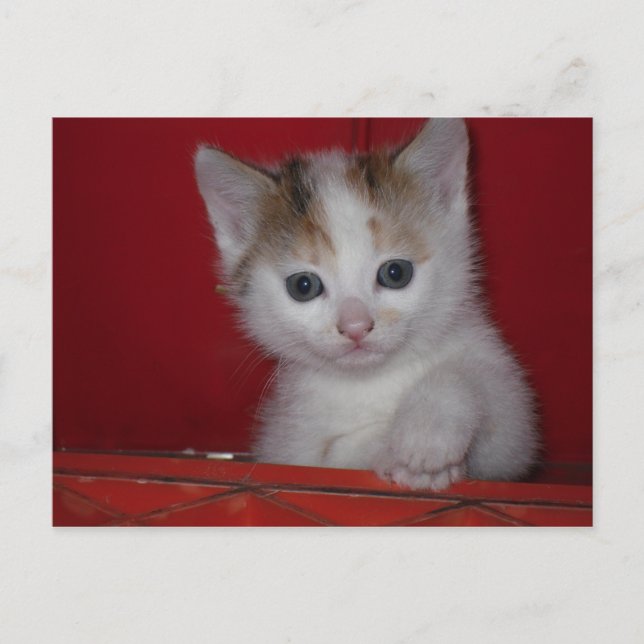 Carte Postale Cute Kitten (Devant)