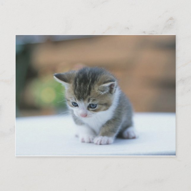 Carte Postale Cute Kitten (Devant)