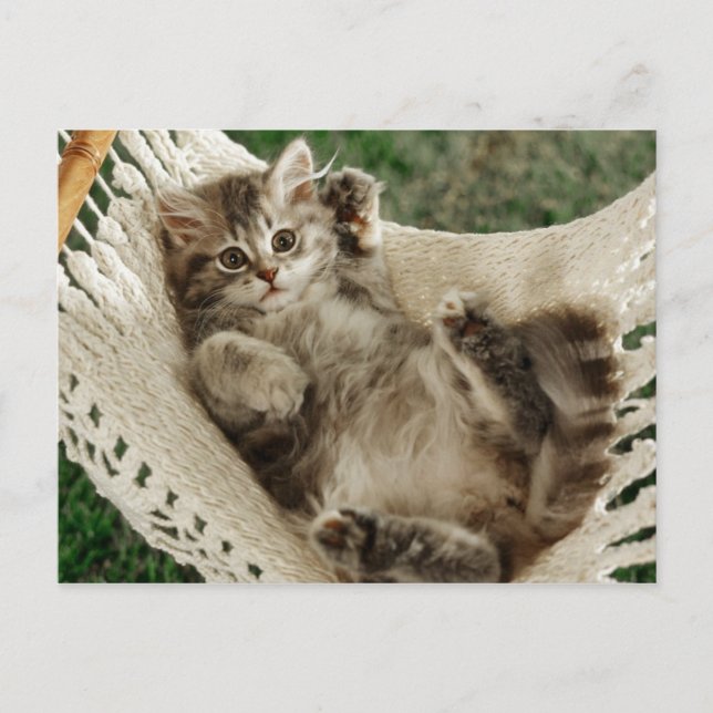 Carte Postale Cute Kitten à Hammock (Devant)