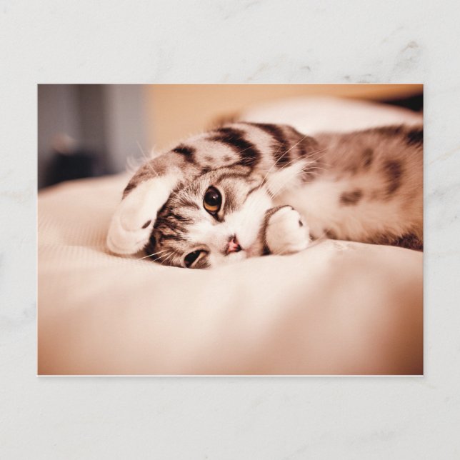 Carte Postale Cute Kitten avec Paw au-dessus de la face (Devant)