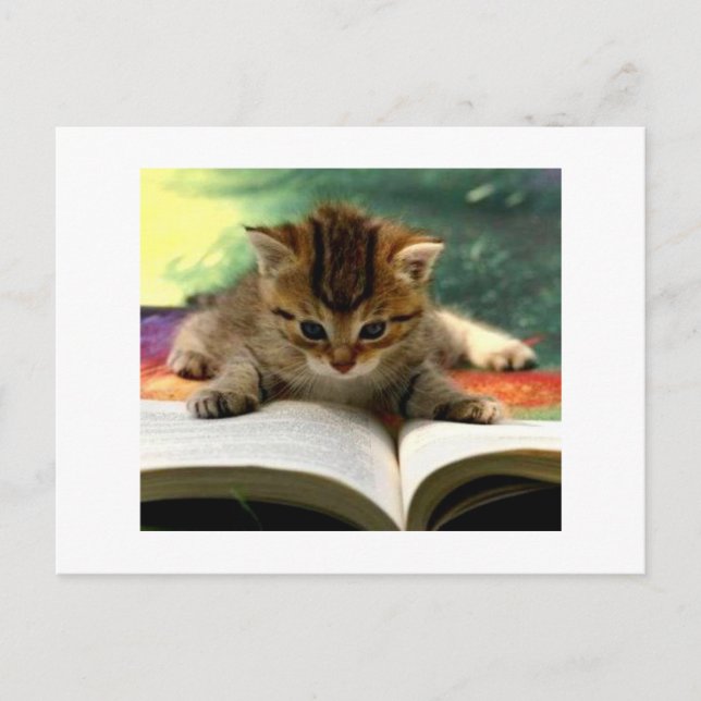 Carte Postale Cute Kitten Lire un livre (Devant)