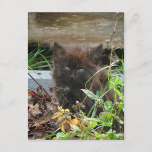 Carte Postale Cute Kitten noir